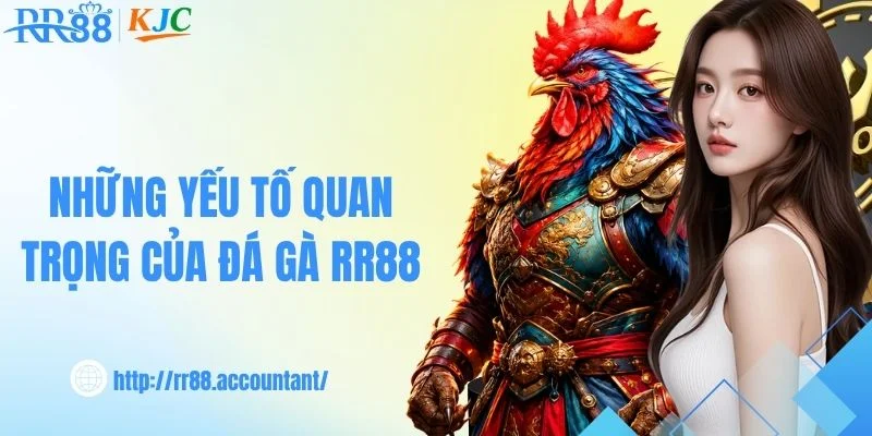 Tìm hiểu thế giới đá gà trực tuyến tại RR88 